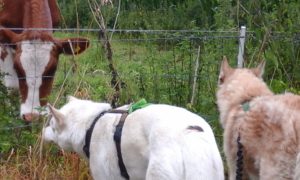 Individuele sessies: ontmoeting van Tjakkar en Aïsha met een koe