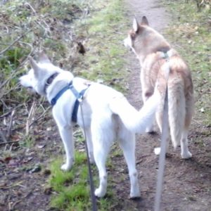 Tjakkar en Aïsha in het bos bij Windesheim (Zwolle): samen kijken en samen leren tijdens wandelingen