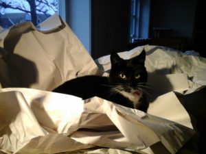 Individuele sessies: begeleiding van hond of kat bij verhuizing of verbouwing