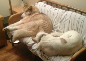 Tjakkar en Aïsha: samen slapen