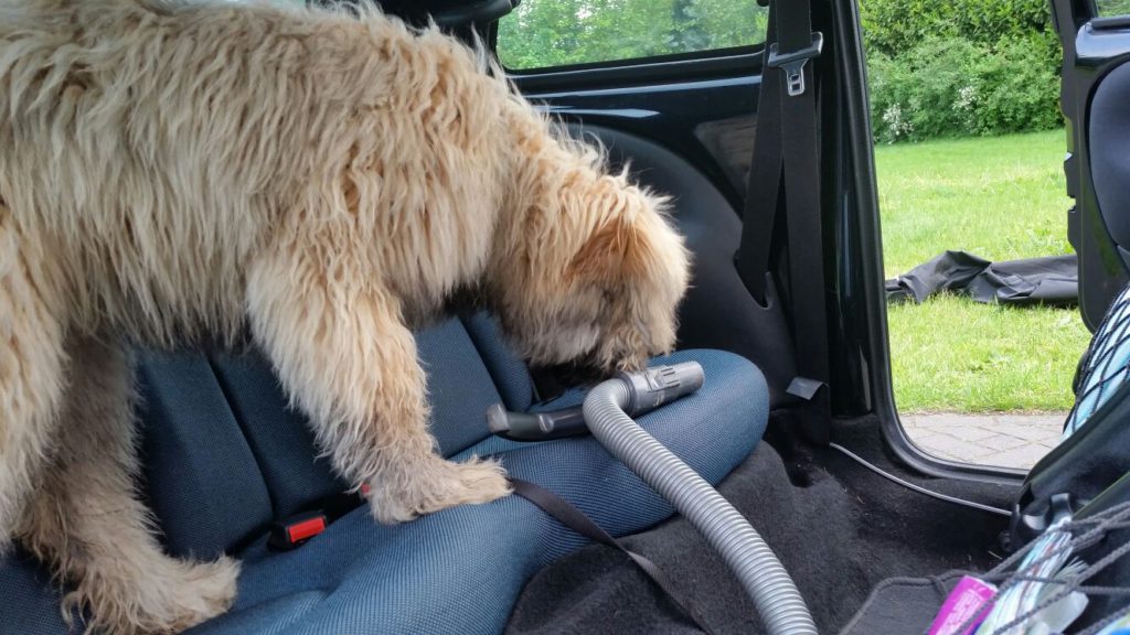 Dit puppy onderzoekt de binnenkant van de auto