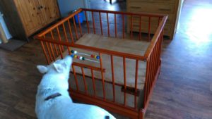 Individuele sessies: hond en baby, voorbereidingen treffen en het begeleiden van een fijne onderlinge relatie