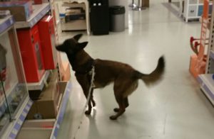 Individuele sessies: hond op onderzoek uit in de bouwmarkt in Wijhe